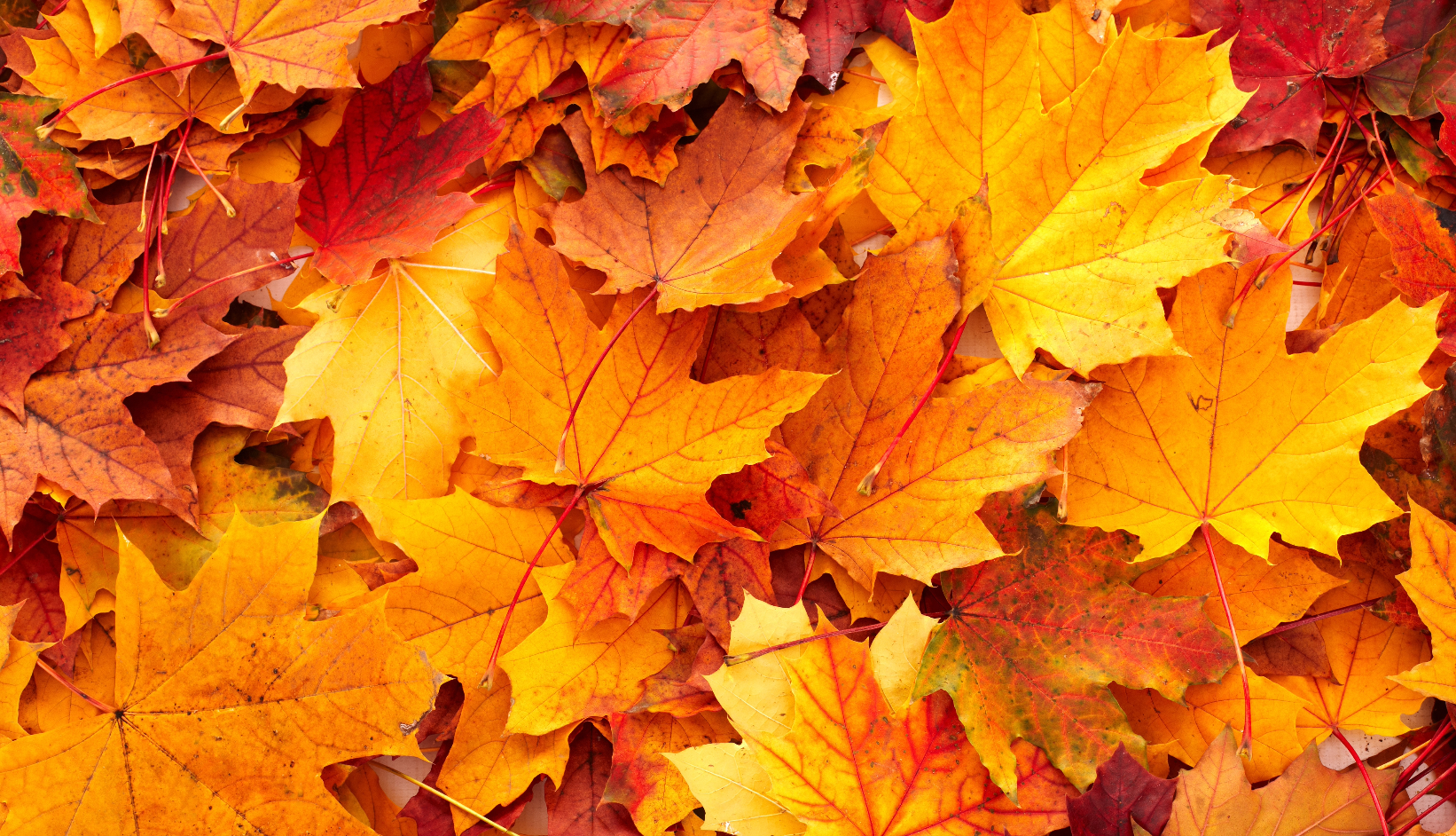 Autumn